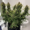 Auto Orange Bud Cannabis-Samen Kaufen