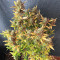 Runtz XL Auto Samen feminisiert (Sweet Seeds)