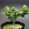 Apple Betty Samen feminisiert (Herbies Seeds)