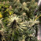 Do-Si-Dos OG (Original Sensible Seeds) Cannabis-Samen