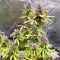 Durban Poison Autoflower feminisierte Samen (Seedkeepers)
