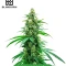 High-THC Bundle #1: 3x3 seeds (Mixed)