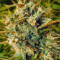 Malawi (Ace Seeds) Cannabis-Samen