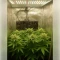 Northern Light (RQS) Cannabis-Samen