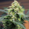 Original Big Bud Auto Samen feminisiert (Fast Buds)