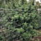 Pure Kush (Original Sensible Seeds) Cannabis-Samen