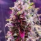 Section 781 Fast Flowering (Blimburn x Herbies)