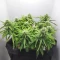 Super Orange Haze Auto feminisierte Samen (Mephisto Genetics)