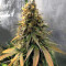 Trippy Gorilla Autoflowering (Big Head Seeds) Cannabis-Samen