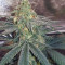 Wedding Cake (Original Sensible Seeds) Cannabis-Samen