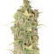 White Widow (Seedstockers) Cannabis-Samen