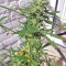 White Widow (Seedstockers) Cannabis-Samen
