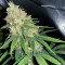 Super Silver Haze (GHS) Cannabis-Samen