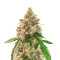 Wedding Cake Autoflower feminisierte Samen (EGS)