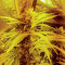 Wedding Cookies Samen feminisiert (Original Sensible Seeds)
