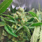 Lemon Skunk (GHS) Cannabis-Samen