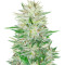 Green-O-Matic Auto (GHS) Cannabis-Samen