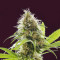 Alien Technology (Big Head Seeds) Cannabis-Samen
