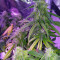 Auto Sweet Soma (00 Seeds) Cannabis-Samen