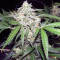 Chapita de Michoacan Regular (CannaBioGen) Cannabis-Samen