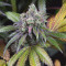 Dinamed CBD (Dinafem Seeds) Cannabis-Samen