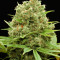 Dinamed CBD Plus (Dinafem Seeds) Cannabis-Samen