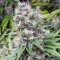 Fruity Pebbles (Tropical Nuggets) (Blackskull Seeds) Cannabis-Samen