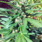 Green Crack (Humboldt Seeds Organization) Cannabis-Samen