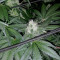 HiFi 4G (Dutch Passion) Cannabis-Samen