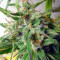 Kali China (Ace Seeds) Cannabis-Samen