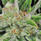 Northern Lights Autoflower feminisierte Samen (Seedstockers)