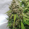 Original Auto Amnesia Haze (Fast Buds) Cannabis-Samen