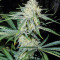 Pennywise regular (TGA Subcool Seeds / SubCool’s The Dank) Cannabis-Samen