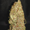 Shaman (Dutch Passion) Cannabis-Samen
