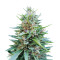 Shaman regular (Dutch Passion) Cannabis-Samen