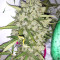 Super Auto Lemon Haze (Original Sensible Seeds) Cannabis-Samen
