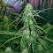 Sweet Cheese XL Auto (Sweet Seeds) Cannabis-Samen