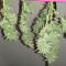 Sweet Zombie (Expert Seeds) Cannabis-Samen
