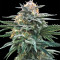 Triple Scoop (DNA Genetics) Cannabis-Samen