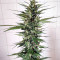Unknown Kush (Delicious Seeds) Cannabis-Samen