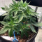 White Widow Auto (Kera Seeds) Cannabis-Samen