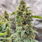 Original Afghan Kush Auto feminisiertes Saatgut (Fast Buds)