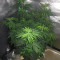 Auto Gelato (Female Seeds) Cannabis-Samen
