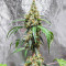 Black Herer Autoflower feminisierte Samen (EGS)
