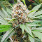Blackberry Moonrocks feminisierte Samen (AlphaFem Seeds)