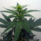 Candy Kush Auto (Auto Seeds) Cannabis-Samen