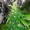 Fast & Vast Auto (Heavyweight Seeds) Cannabis-Samen