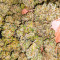 GG#4 Original Glue Fast Version feminisierte Samen (EGS)