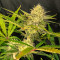 Gorilla Girl XL Auto feminisierte Samen (Sweet Seeds)
