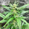 Lemon Haze Auto (Expert Seeds) Cannabis-Samen